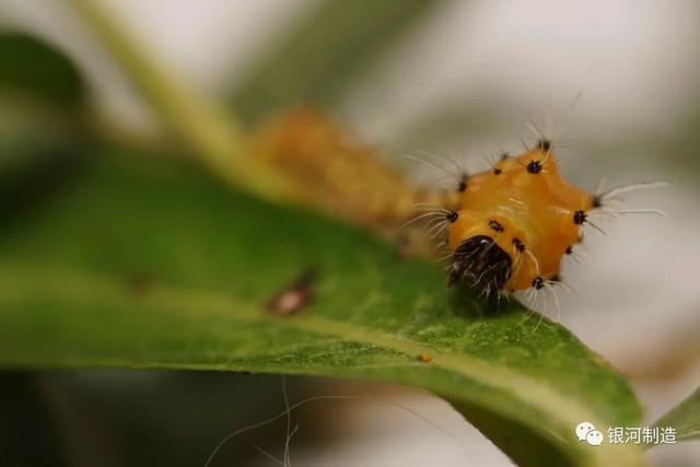 有哪些常见的飞蛾，自然记录蛾生一瞬