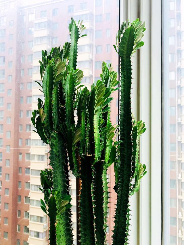 常见镇宅神兽，农村五大镇宅神兽