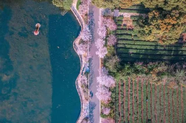 拈花湾攻略必去景点，1600亩拈花湾樱花海