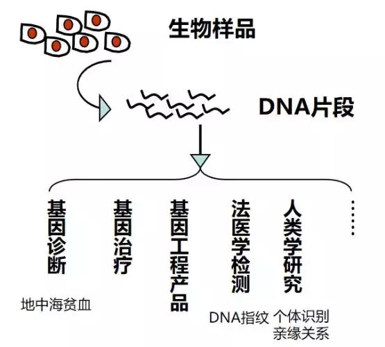为什么pcr技术可以检测目的基因，一文带你读懂基因检测核心技术——PCR