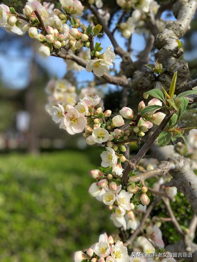 海棠哪个品种最好看，原来海棠有这么多品种