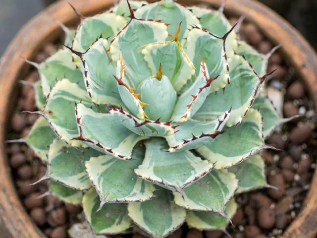 观叶植物的室内摆放，家里盆栽摆放有讲究