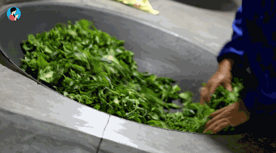 手工制茶的六个步骤，南茗佳人手工制茶过程全公开