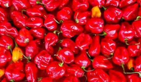 世界辣椒辣度排名，世界上最辣的辣椒十大排名（世界十大最辣辣椒）