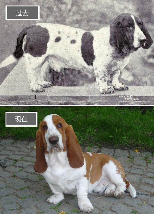 常见犬种介绍，养狗前你知道工作犬和玩具犬吗