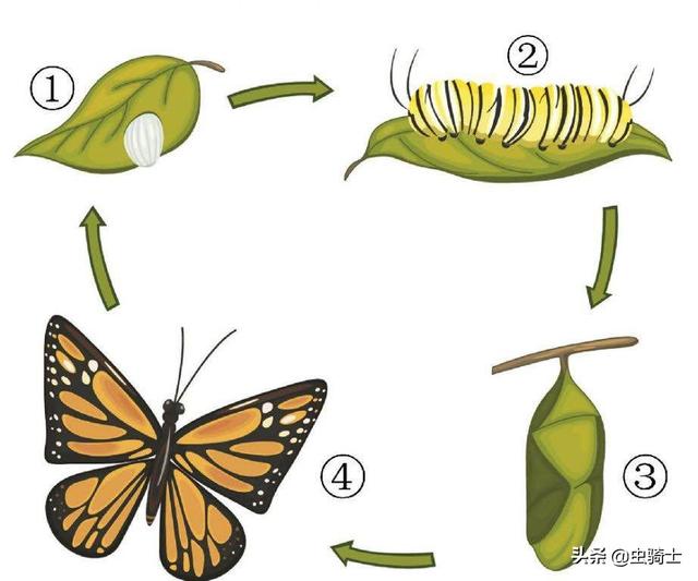 飞蛾跟蝴蝶有什么差别，来来来，我教你一个简单辨认法
