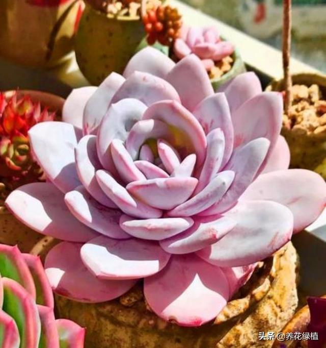 多肉换盆后需要注意哪些事项，多肉植物现在换盆正当时