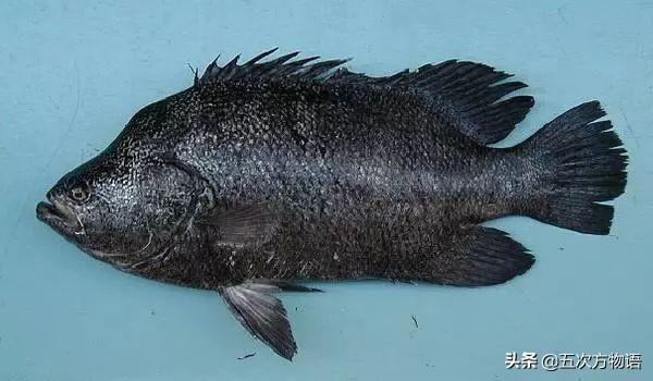 云南西双版纳巨骨舌鱼，巨骨舌鱼到底有多傻