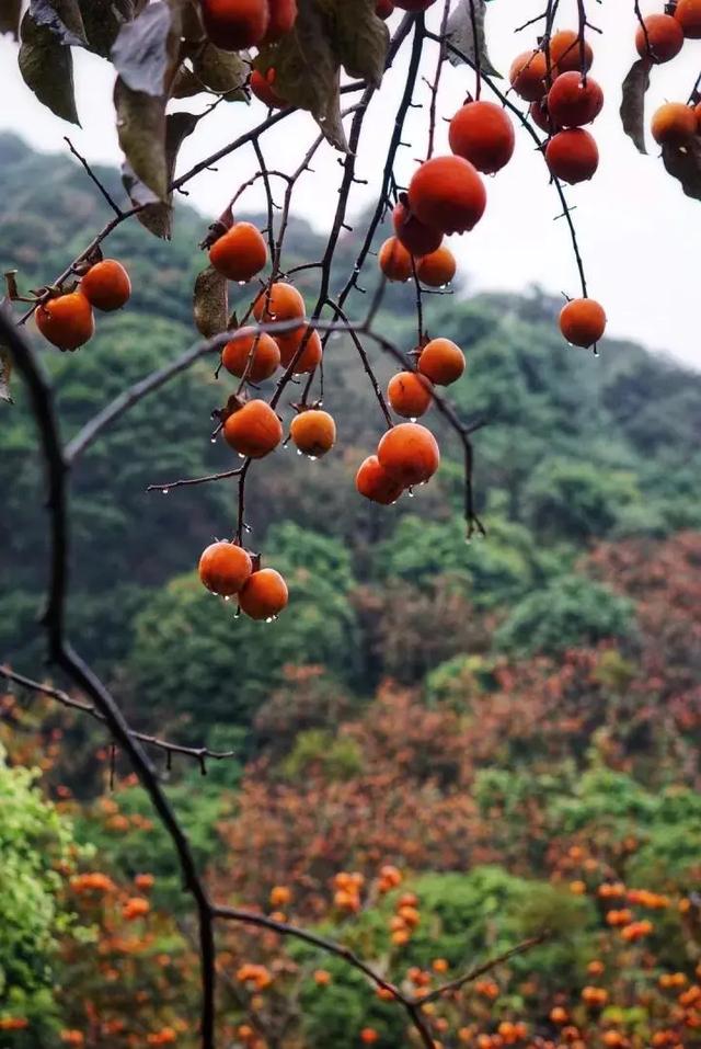 独立泡池温泉民宿，年会必屯好评民宿