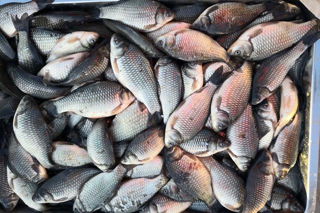 钓鲫鱼用什么方法钓最好，钓鲫鱼有哪些技巧