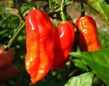 世界辣椒辣度排名，世界上最辣的辣椒十大排名（世界十大最辣辣椒）