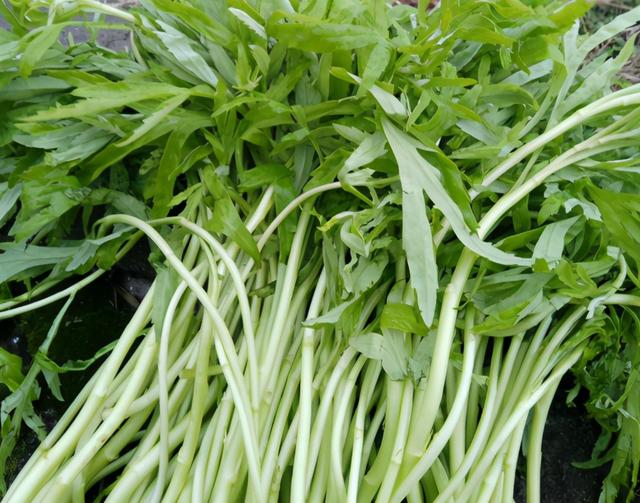 生长在水边酷似艾草，地蚕草是宝塔菜吗