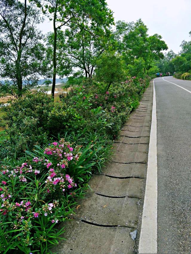 桃金娘花海，桃金娘夏日花开