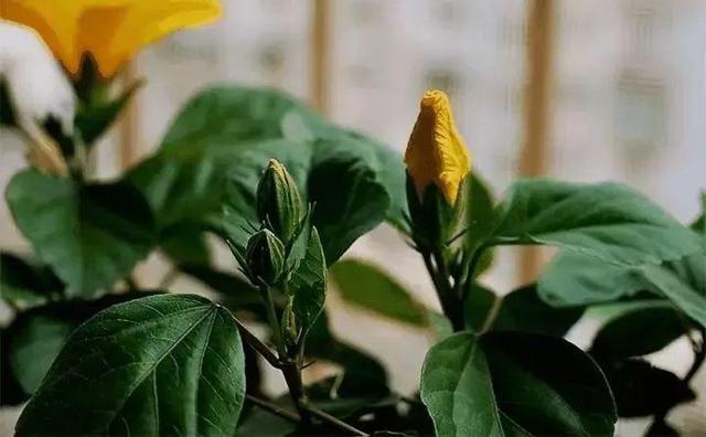 12个街头常见骗术，这些花市门口的骗术