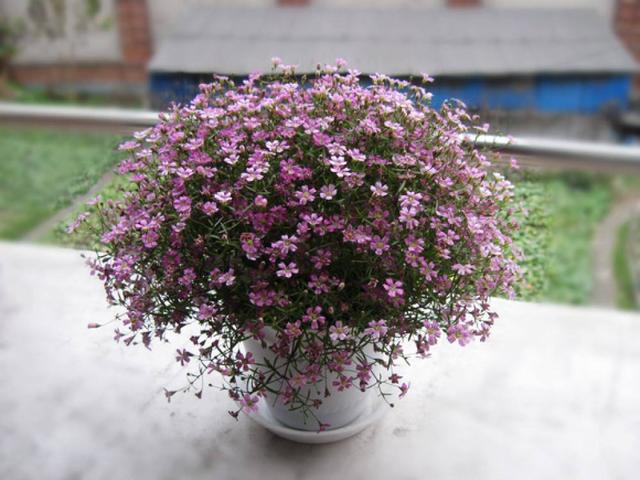 满天星的养殖方法，满天星养护方法大全（满天星的六种养护方法）