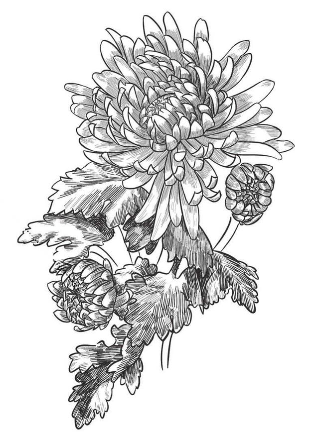 菊花的初学画法，适合零基础学习的菊花三种画法教程