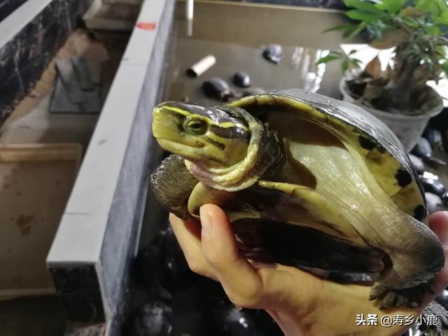 乌龟可以快递吗，快递运回来的小乌龟怎么处理（被禁止寄递的活体动物）