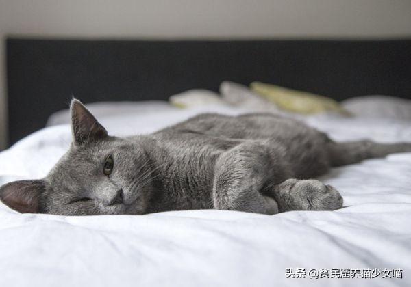 猫咪吐一小截舌头，猫咪偶尔吐舌头是怎么回事（为什么猫咪会吐一段舌头）