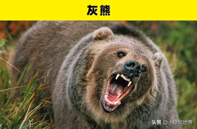 咬合力最强的动物，咬合力最强的12种动物（地球史上最强悍的生物——巨齿鲨）