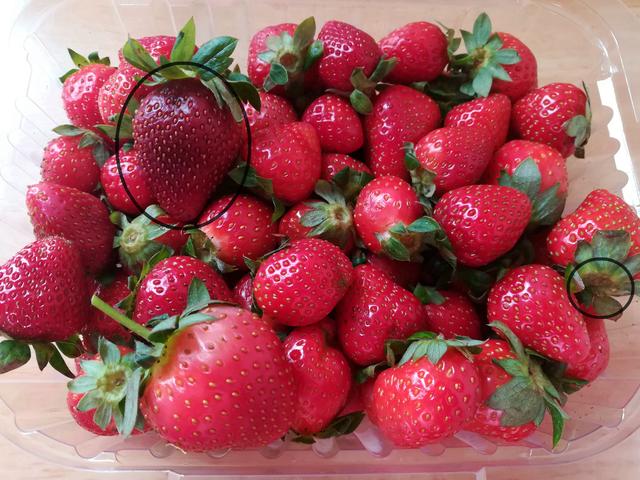 草莓吃多了有什么坏处和好处，个头大是打了膨大剂