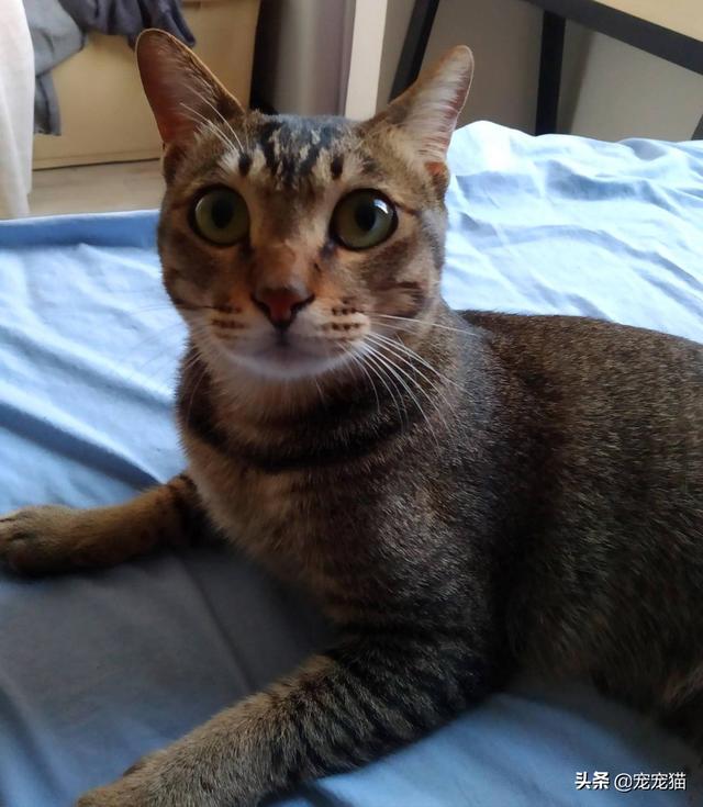 美短猫真的好养吗，养到的人都很幸运