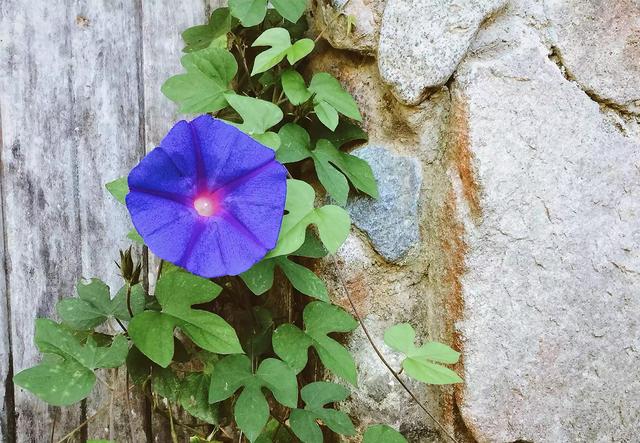 15种爬藤植物，22种爬藤植物开花多