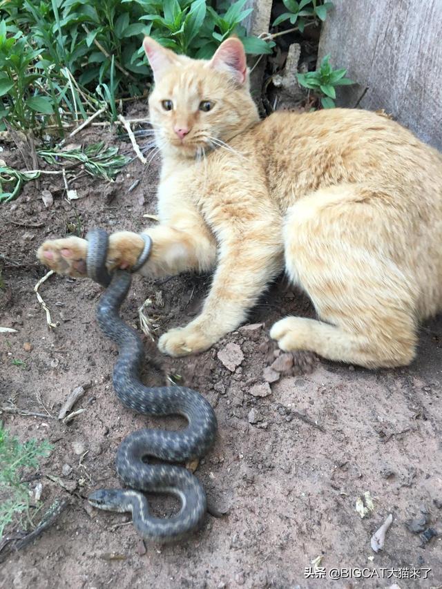 蛇怕猫还是猫怕蛇，猫对蛇有多可怕（科学分析猫为什么不害怕蛇）