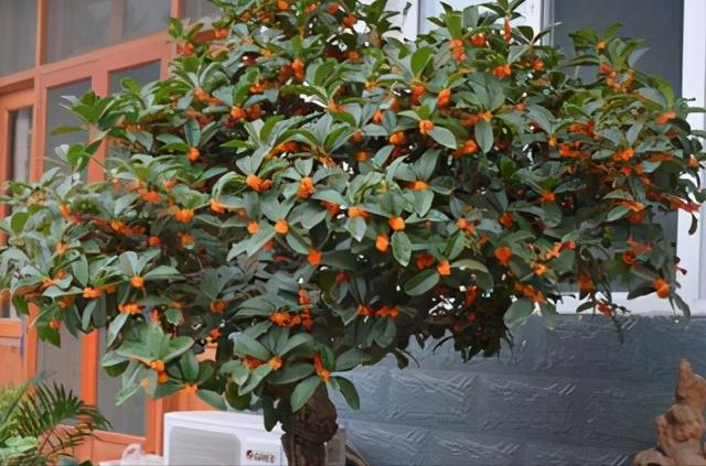 二十种风水树排名，5种富贵树