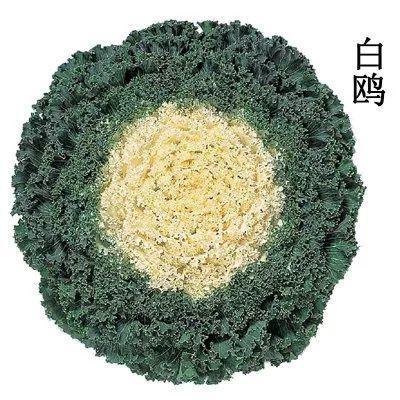 冬天比较耐冻的花，这花冬天不怕冷