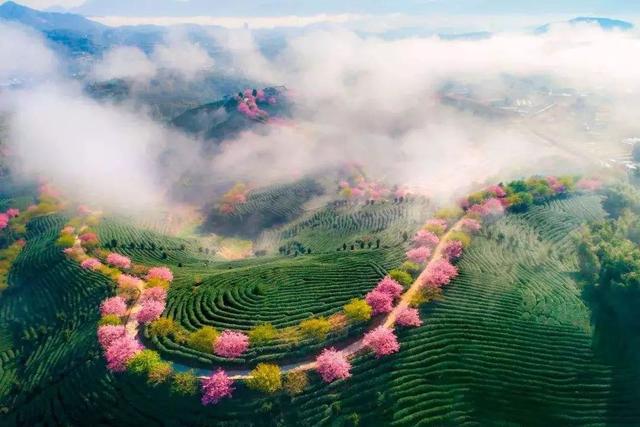 广东深圳看樱花最好看的地方，深圳几个免费赏樱花的地方