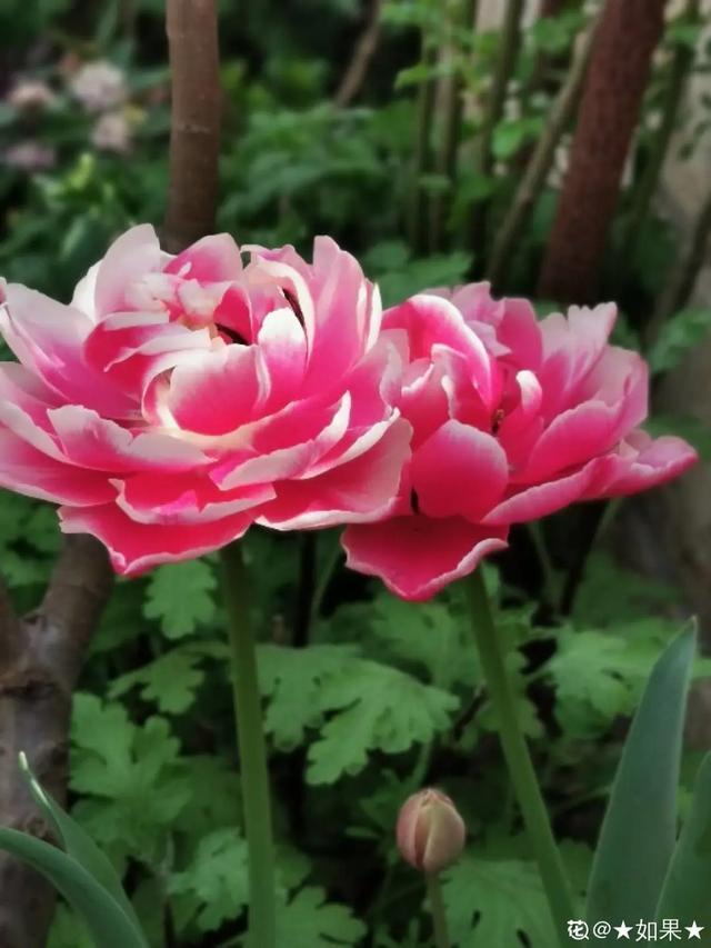 春夏秋冬四季什么花好看，这十种花几乎一年四季都开花