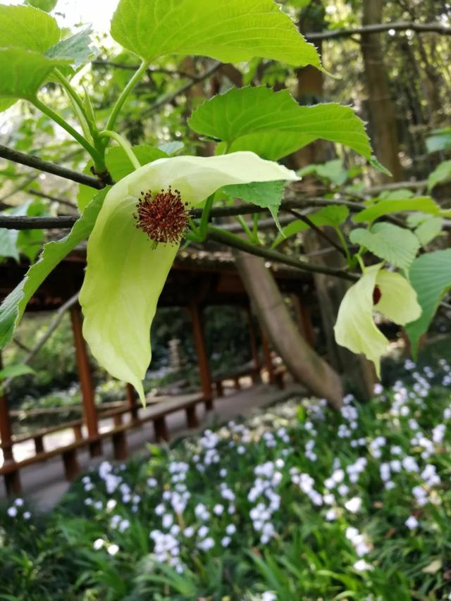 我国珍稀的观赏植物珙桐，珙桐是我国特有的珍稀植物
