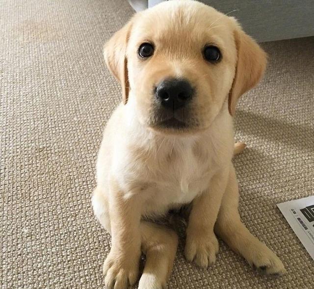 拉布拉多性格好又聪明，拉布拉多的性格特点和脾气