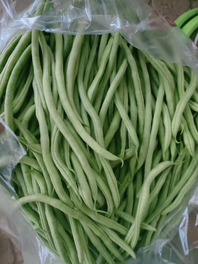 蓟马，蓟马为什么这么防治