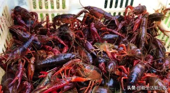 农村养殖什么不愁销路6个养殖项目，不想打工的农村人来看看