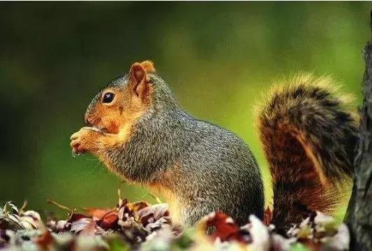 动物的尾巴像什么大全，动物的尾巴有什么用