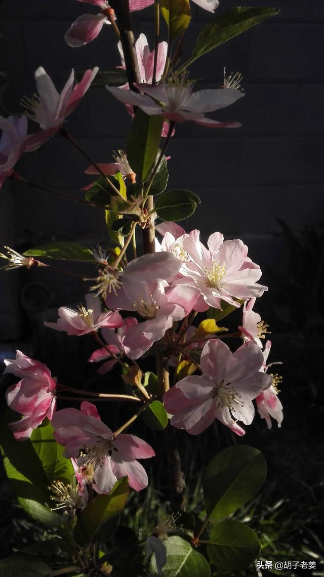 玉堂富贵代表的树种，成忠臣《玉堂富贵图》作品赏析