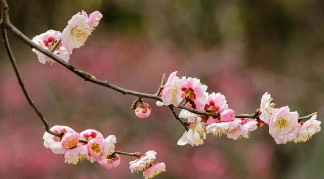 梅花什么时候开放，想要梅花春节开花（梅花什么时候开放最佳）