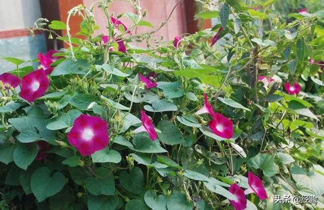 牵牛花种子种植时间和方法，秋季买点牵牛花种子种土里