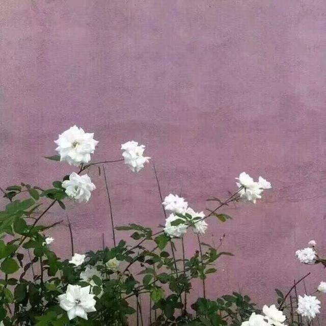 个性名片背景图，个性名片背景图花