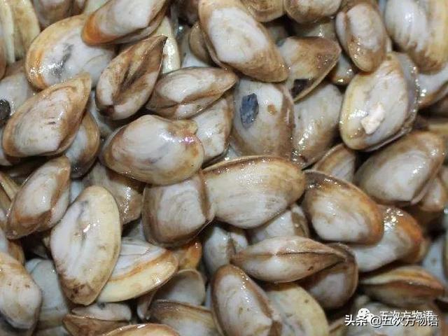 海鲜贝类图鉴，青岛常见食用贝类图鉴大全