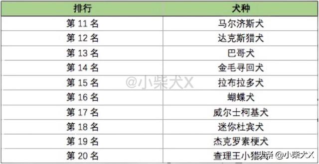 日本柴犬的特点，日本柴犬品种推荐（独立干净爱掉毛）