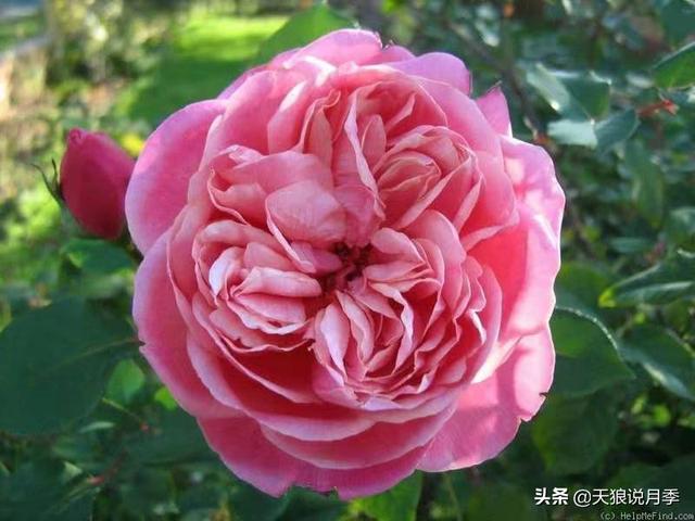 颜值高花期长的月季，七种优秀盆栽月季