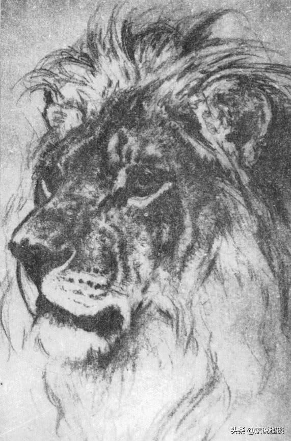 刘继卣画虎作品图，刘继卣珍贵绘画手稿