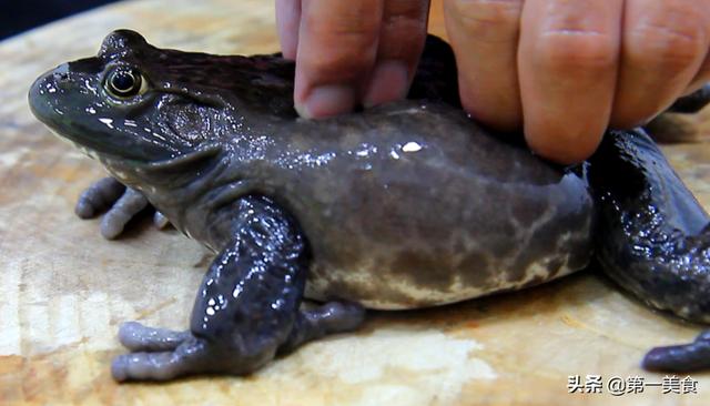 最地道的麻辣牛蛙，味道超好吃的椒盐牛蛙