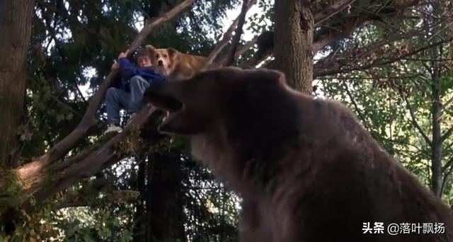 感动全球的几大狗狗电影，感动全球的九大狗狗电影