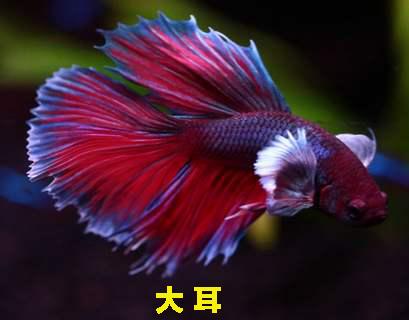 为什么泰国的斗鱼那么好看，盘点惊艳全球的十大泰国斗鱼