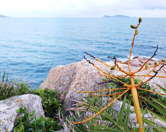 惠州附近的海滩景点，惠州南表山旁还有三个如此优美的野沙滩
