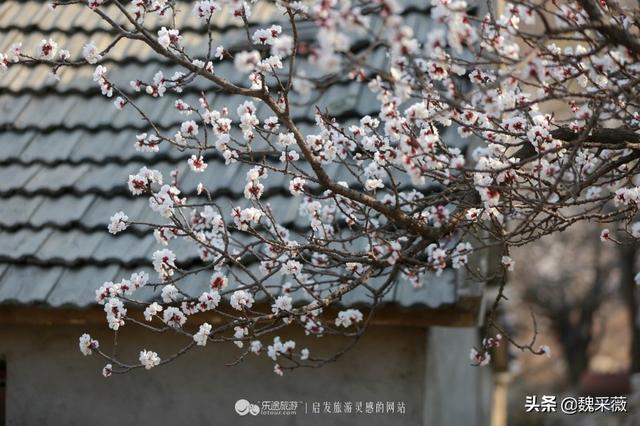 泰安荷花景点推荐，各种花儿次第开放