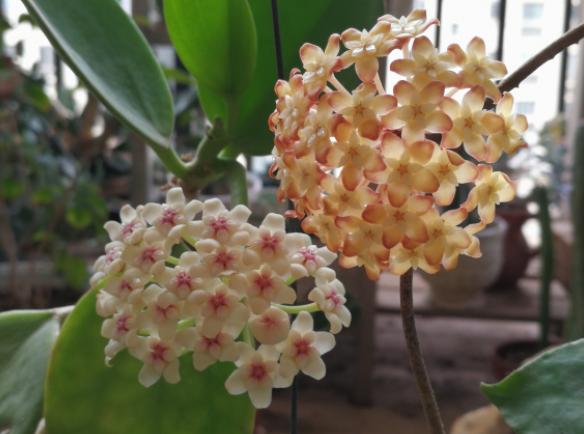 球兰，球兰开花时间长吗怎么养